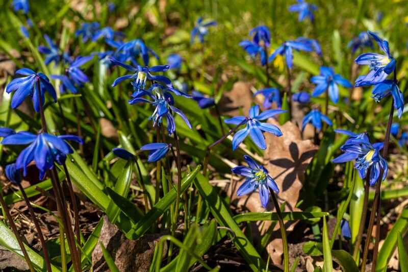 scilla-siberica 2025-04-13 1-6