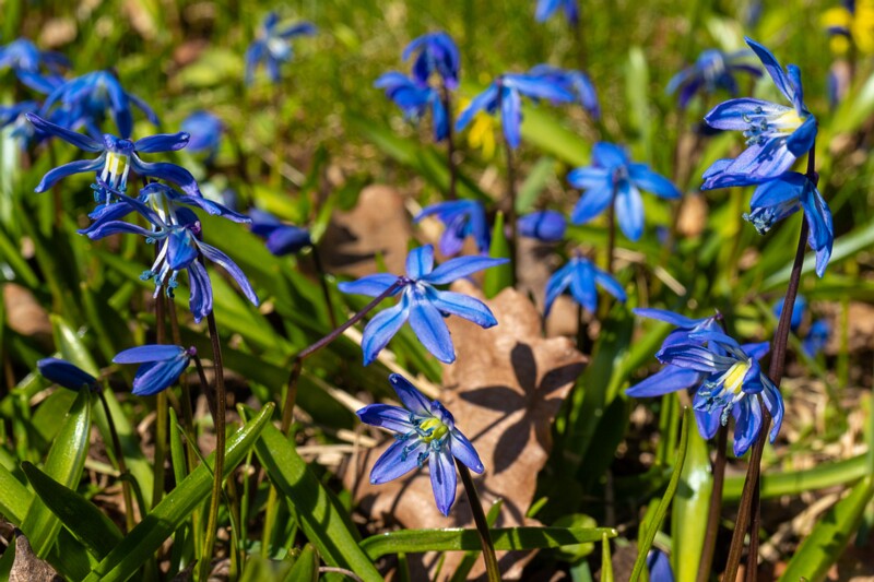scilla-siberica 2025-04-13 1-8