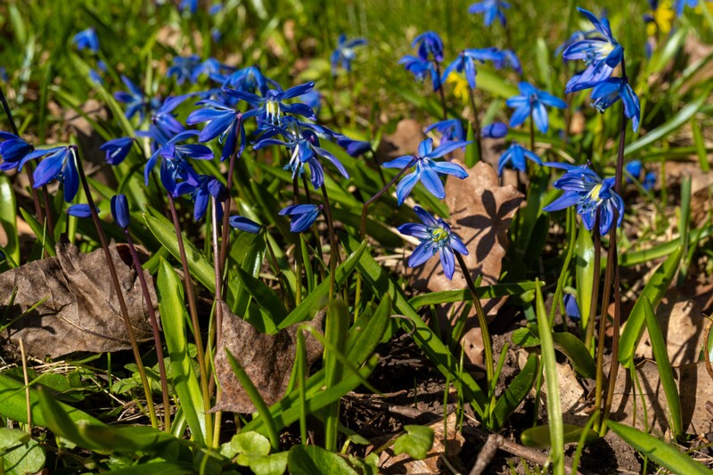 scilla-siberica 2025-04-13 1-9