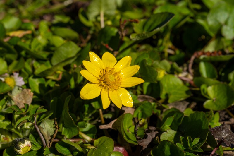 ficaria-verna 2025-04-13 1-2