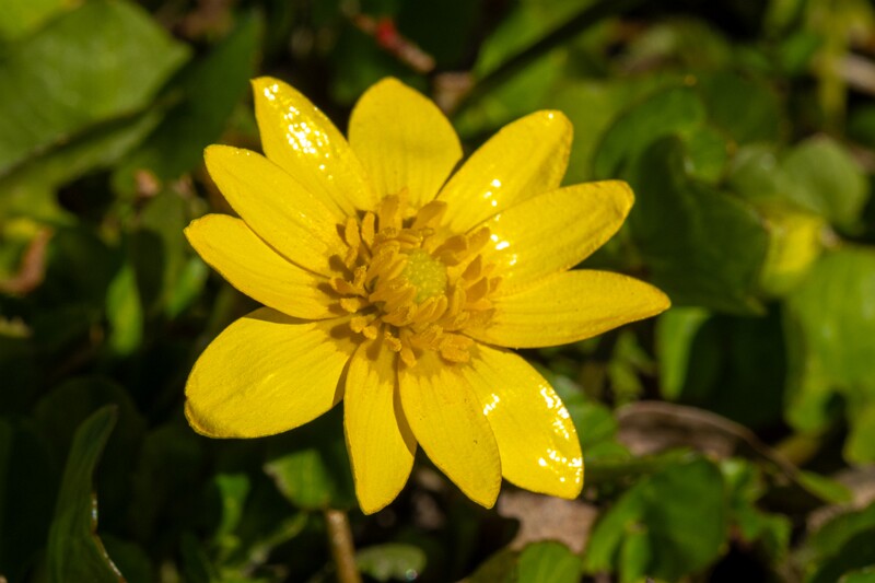 ficaria-verna 2025-04-13 1-3