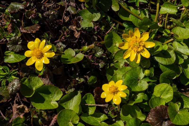 ficaria-verna 2025-04-13 1-4