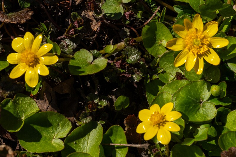 ficaria-verna 2025-04-13 1-5