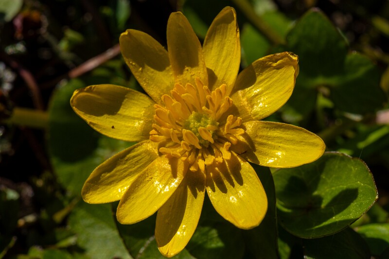 ficaria-verna 2025-04-13 1-6