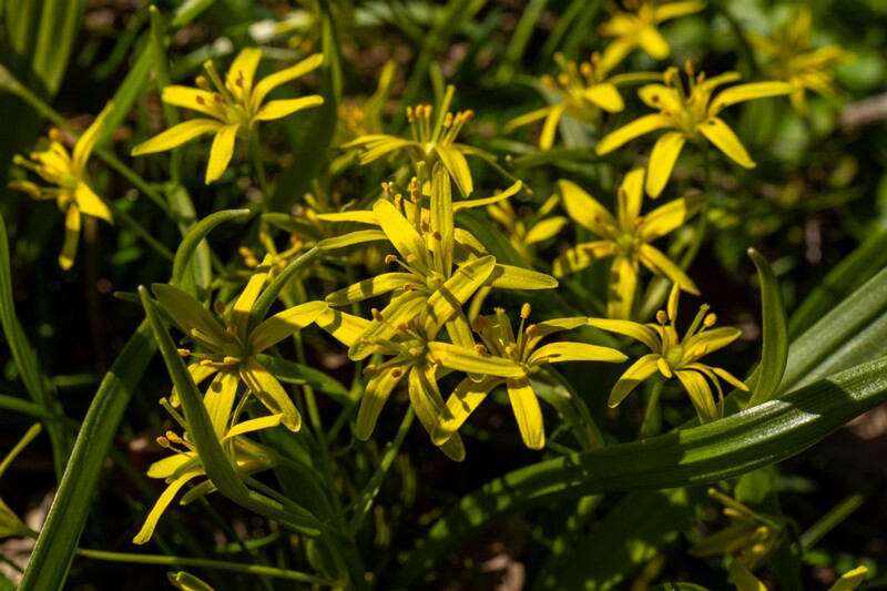 gagea-lutea 2025-04-13 1-10