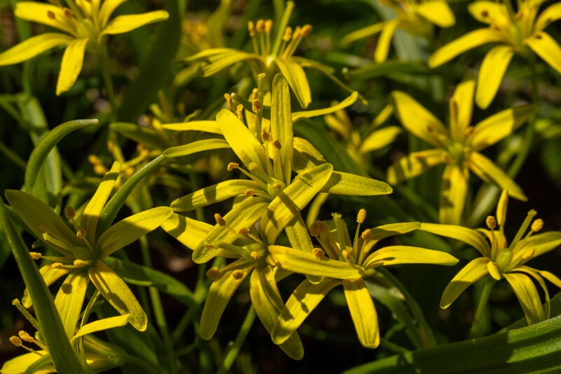 gagea-lutea 2025-04-13 1-11