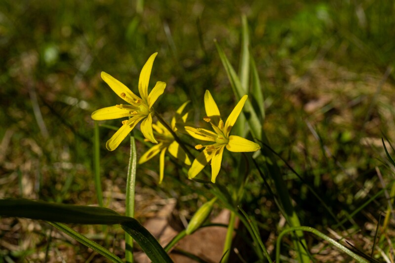gagea-lutea 2025-04-13 1-2