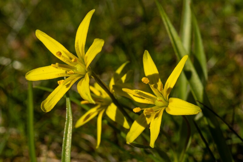 gagea-lutea 2025-04-13 1-3