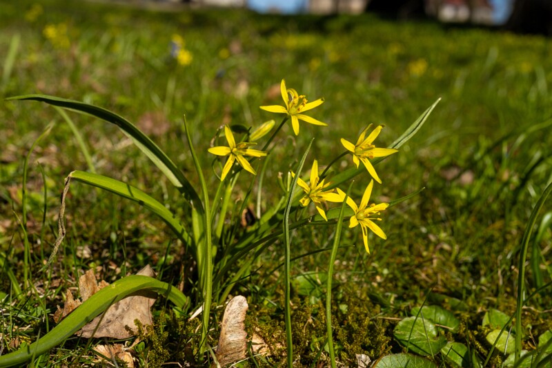 gagea-lutea 2025-04-13 1-5
