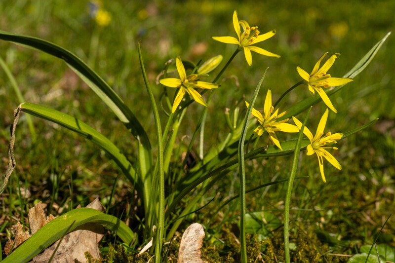 gagea-lutea 2025-04-13 1-6
