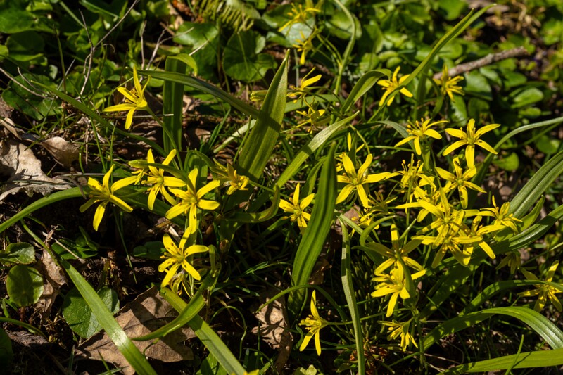 gagea-lutea 2025-04-13 1-8