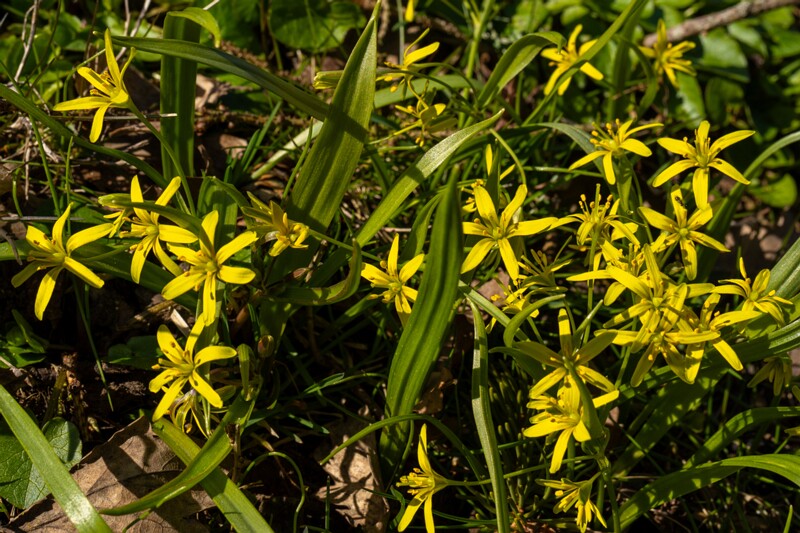 gagea-lutea 2025-04-13 1-9