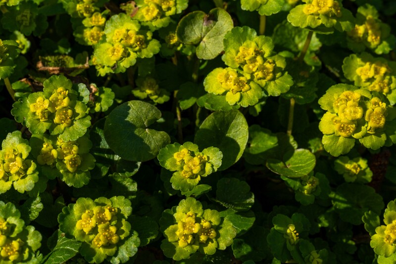 et. Harilik lepiklill, en. alternate-leaved golden-saxifrage, lat. Chrysosplenium alternifolium