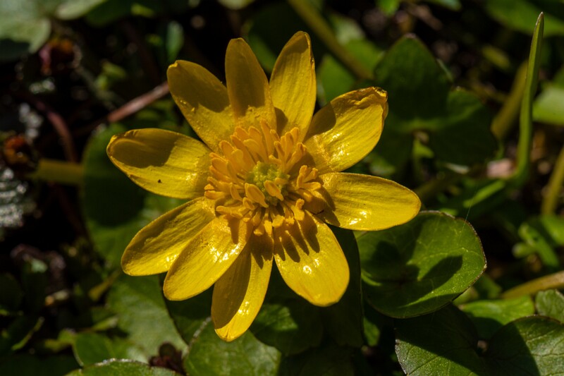 et. Kanakoole, en. lesser celandine, lat. Ficaria verna