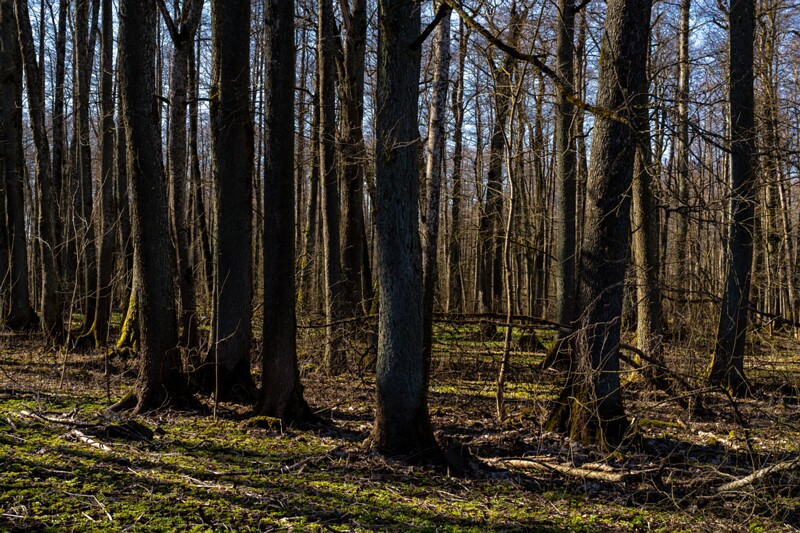 maardu-myyis 2025-04-13 1-47