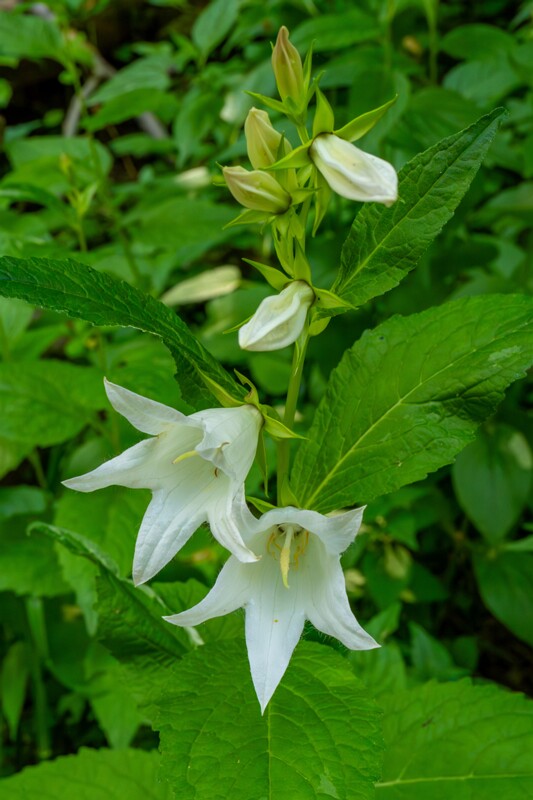 et. Laialehine kellukas v. valge, en. Giant bellflower f. white, lat. Campanula latifolia f. alba