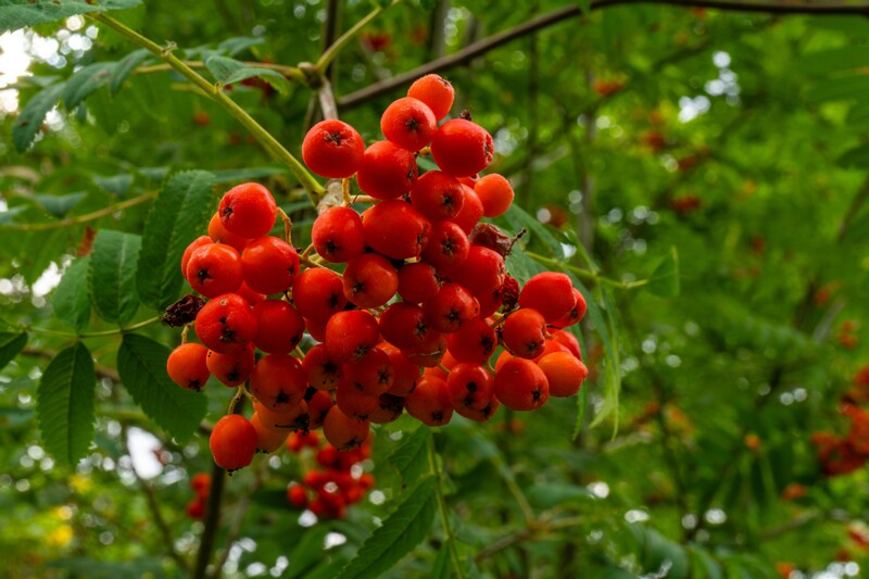 et. Harilik pihlakas, en. rowan, lat. Sorbus aucuparia