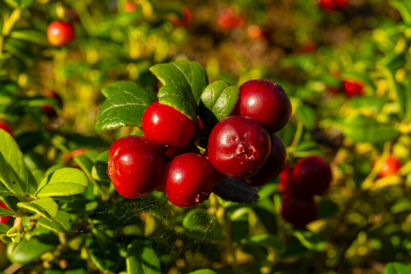et. Harilik pohl, en. lingonberry, lat. Vaccinium vitis-idaea