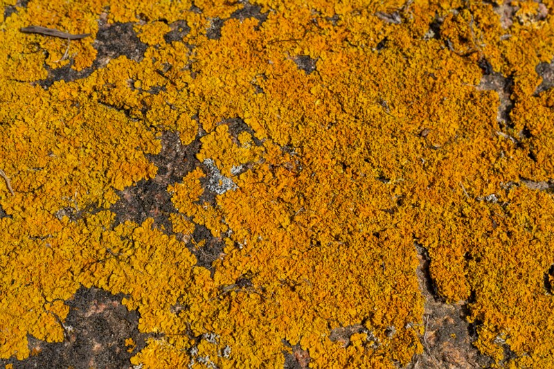 et. Harilik korpsamblik, en. yellow wall lichen, lat. Xanthoria parietina