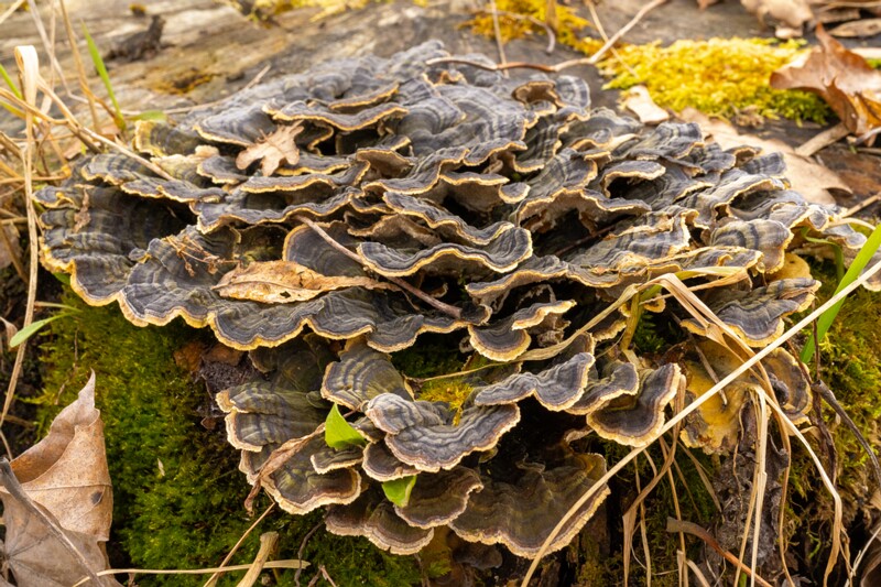 nissi-kirik-harju-35