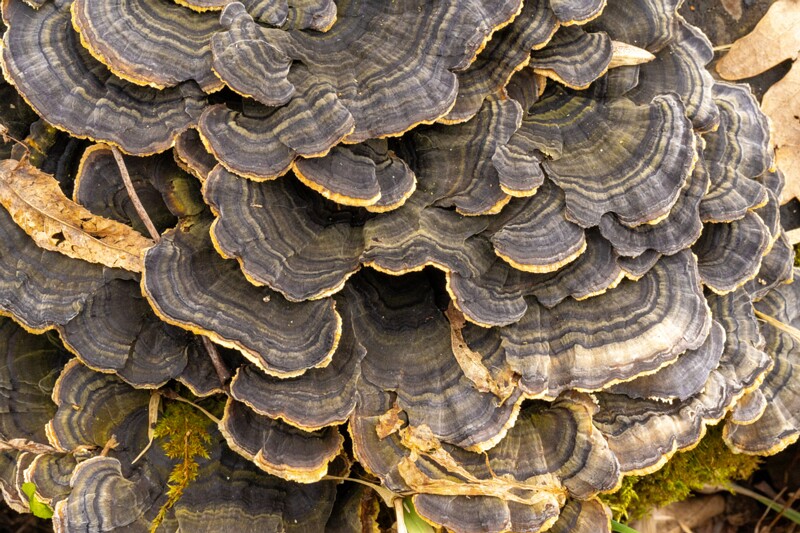 et. Libliktagel, en. turkey tail, lat. Trametes versicolor