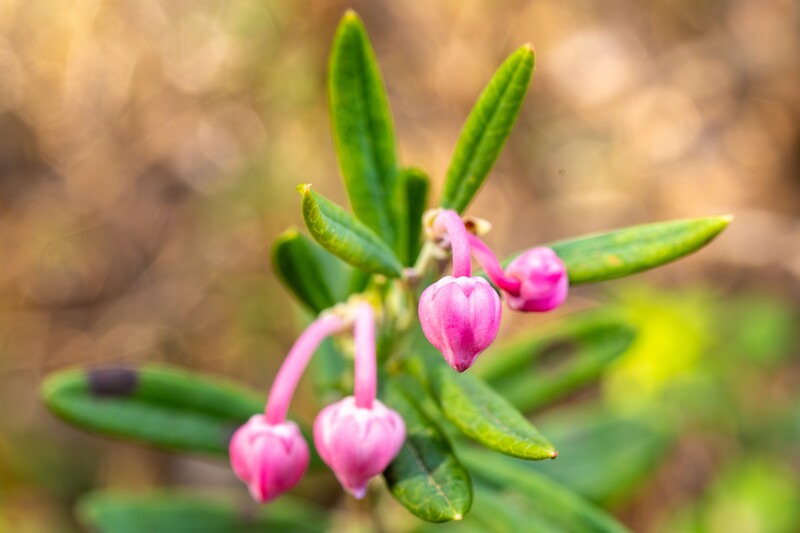 chamaedaphne-calyculata 2023-05-21 1-1