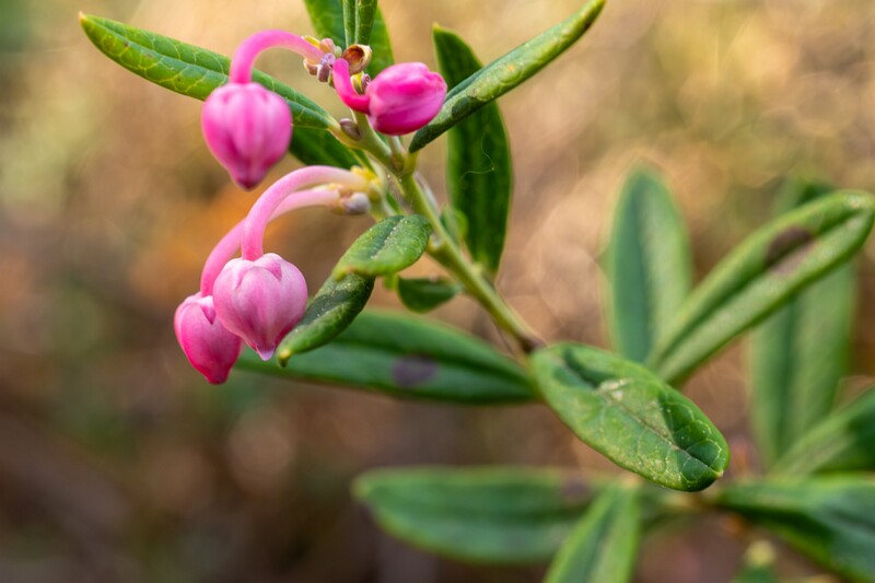 chamaedaphne-calyculata 2023-05-21 1-2