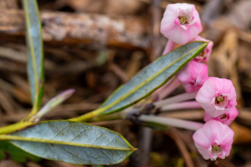 chamaedaphne-calyculata 2023-05-21 1-4