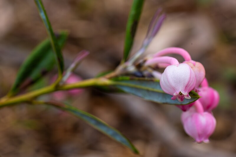 chamaedaphne-calyculata 2023-05-21 1-6