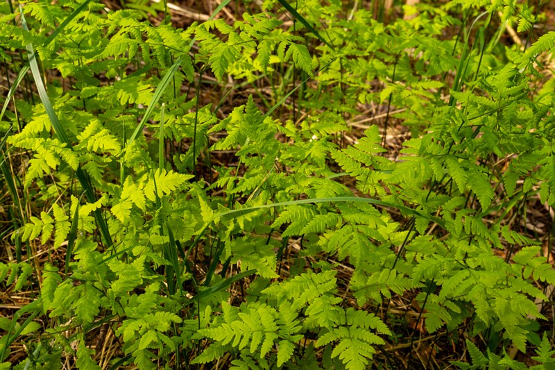 gymnocarpium-dryopteris 2023-05-21 1-1