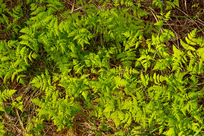 gymnocarpium-dryopteris 2023-05-21 1-10