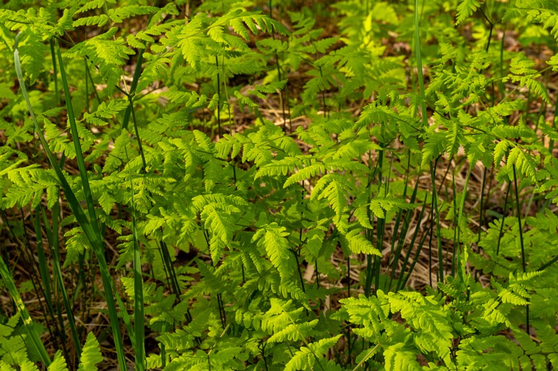 gymnocarpium-dryopteris 2023-05-21 1-2