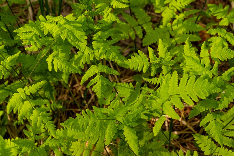 gymnocarpium-dryopteris 2023-05-21 1-3
