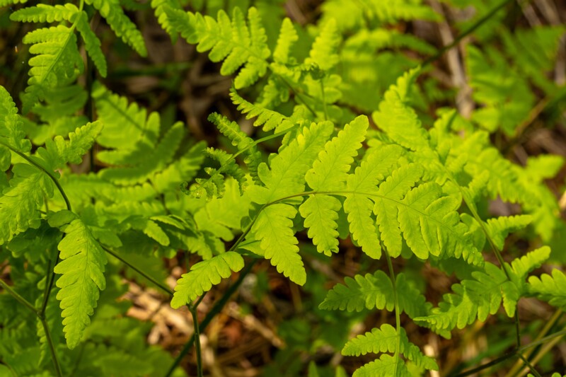 gymnocarpium-dryopteris 2023-05-21 1-5