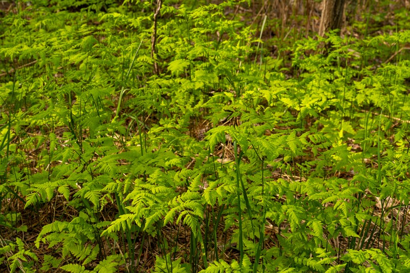 gymnocarpium-dryopteris 2023-05-21 1-6