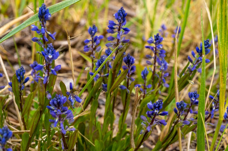polygala-amarella 2023-05-21 1-1