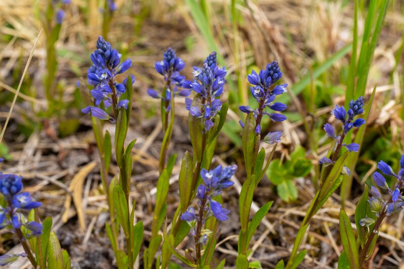 polygala-amarella 2023-05-21 1-2