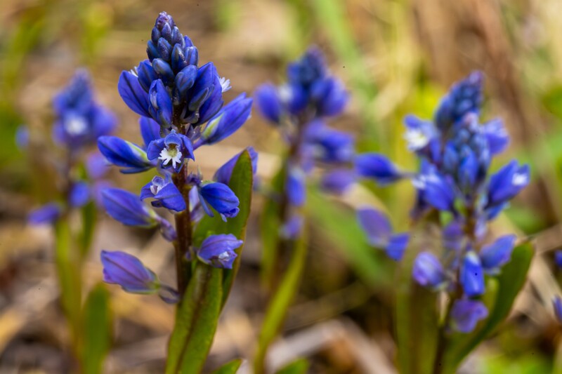 polygala-amarella 2023-05-21 1-4