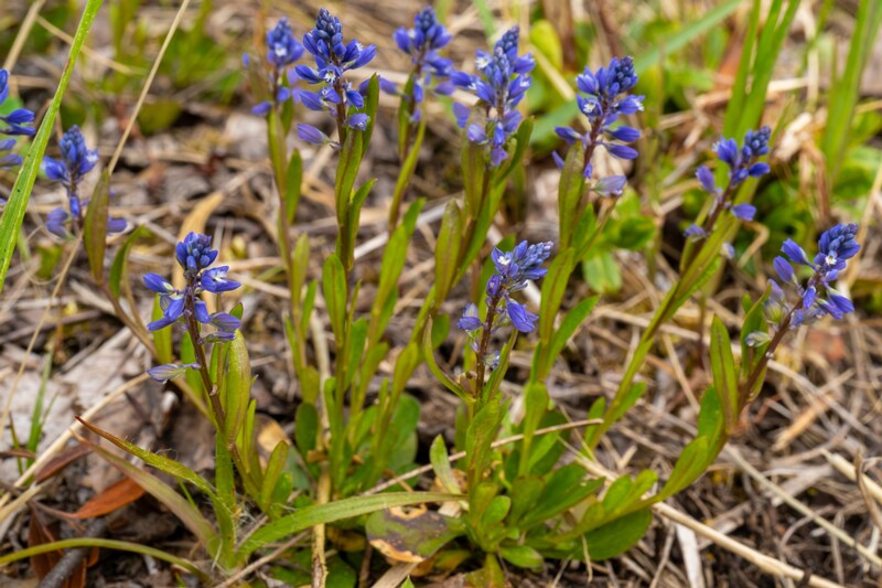 polygala-amarella 2023-05-21 1-5