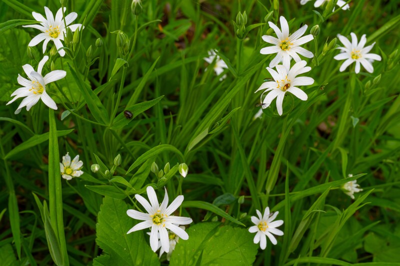 stellaria-holostea 2023-05-21 1-1