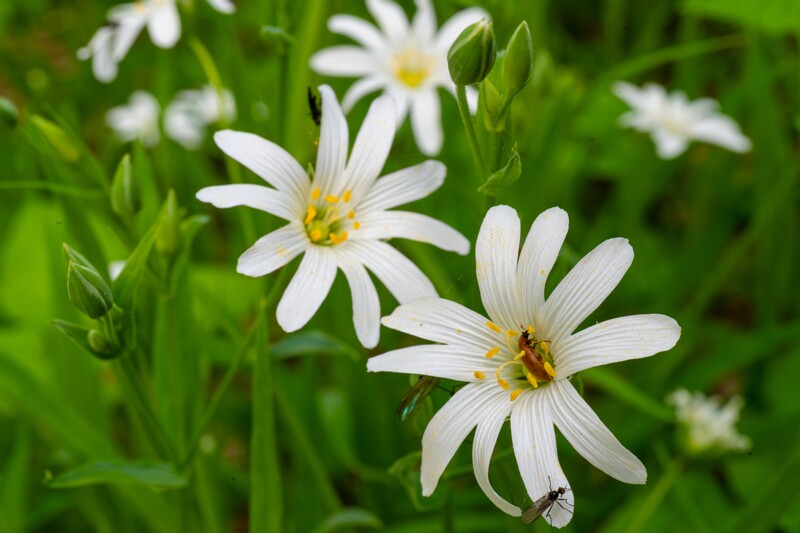 stellaria-holostea 2023-05-21 1-2