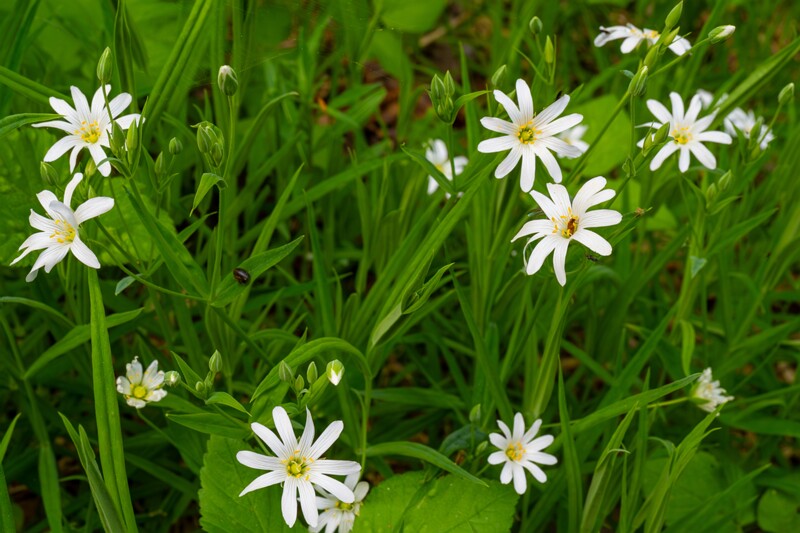 stellaria-holostea 2023-05-21 1-3