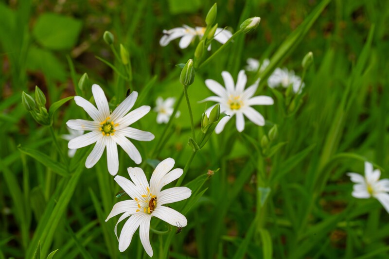 stellaria-holostea 2023-05-21 1-5