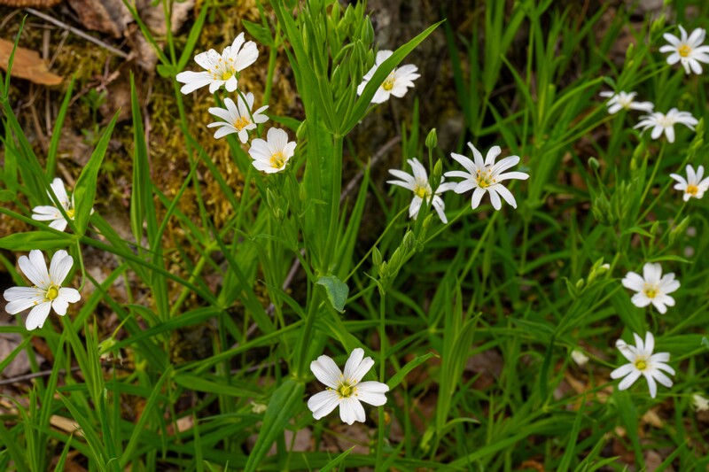 stellaria-holostea 2023-05-21 1-6