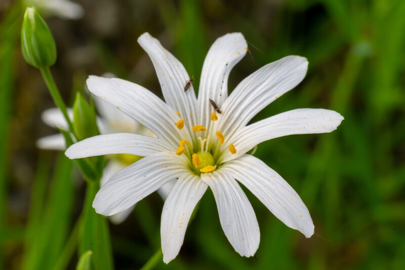 stellaria-holostea 2023-05-21 1-7