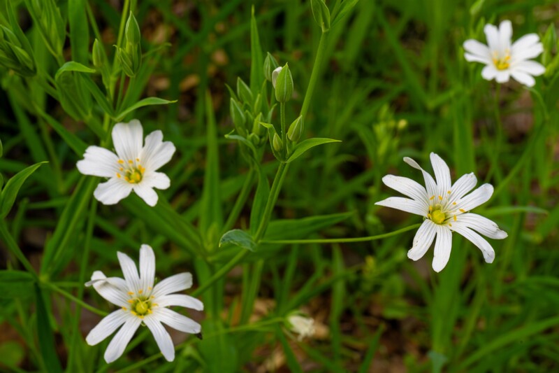 stellaria-holostea 2023-05-21 1-8