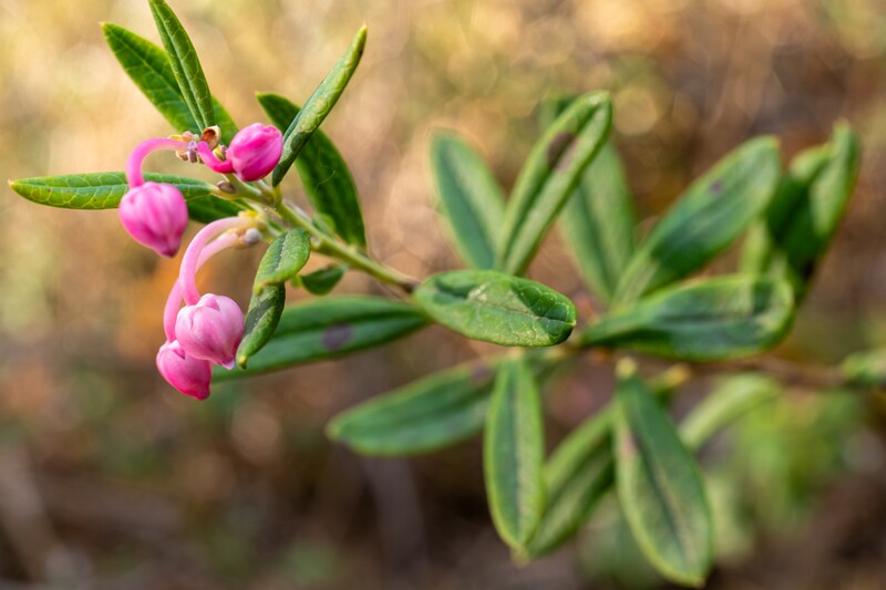 et. Harilik küüvits, en. bog-rosemary, lat. Andromeda polifolia