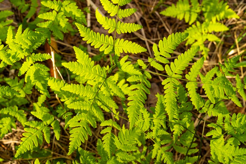 et. Harilik kolmissõnajalg, en. common oak fern, lat. Gymnocarpium dryopteris