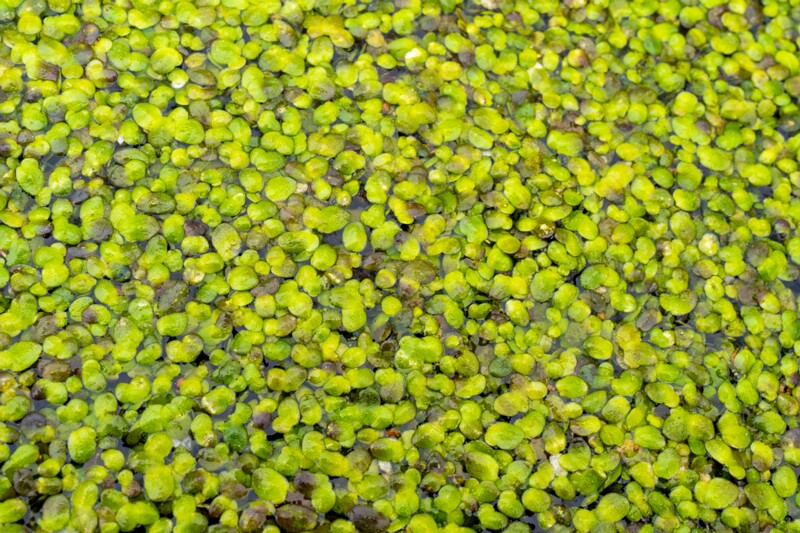 et. Väike lemmel, en. common duckweed, lat. Lemna minor