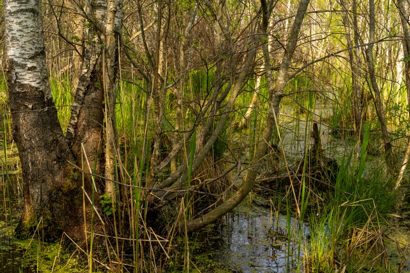 pyayaskyula-raba 2023-05-21 1-10